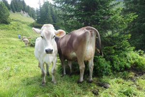 rechts Alasko x Jongl. Jetta